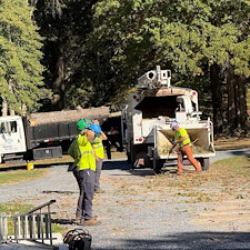 Tree-Removal-with-Crane-at-Woodlawn-Cemetery 15